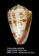 Conus pseudonivifer (2)